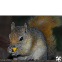 گونه سنجاب ایرانی Sciurus anomalus